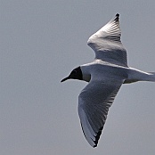 Black-headed Gull  "Larus ridbundus"